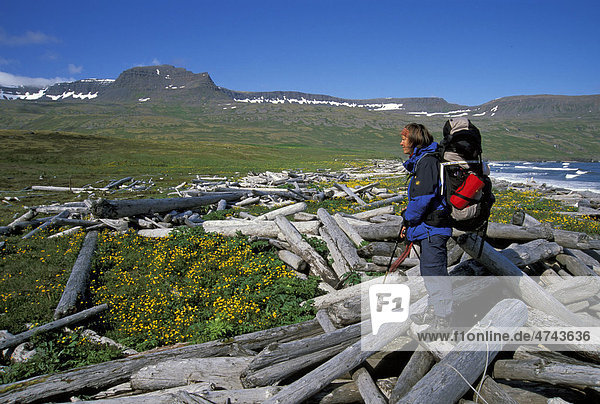 Hornstrandir peninsula  a hiking paradise  West Fjords  Iceland  Europe