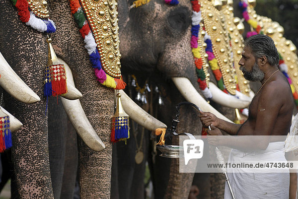 Geschmückte Elefanten und Hindu-Priester  Pooram-Fest  Thrissur  Kerala  Südindien  Indien  Asien