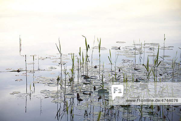 Schilf am Ufer, Wasserpflanzen, Teich