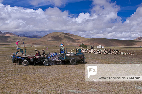 Tibetanische Hirten beim Schafscheren  entlang der Straße von Tsochen nach Lhasa  Westtibet  Tibet  Asien