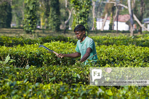 Arbeiter in Teeplantage in Assam  Nordostindien  Indien  Asien