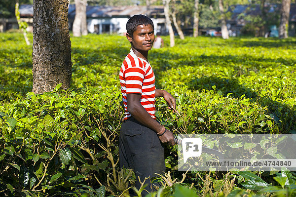 Worker in a tea plantation in Assam  North East India  India  Asia