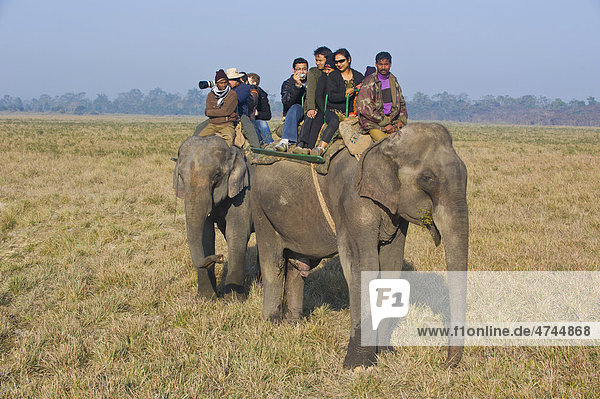 Touristen auf Elefanten im Unesco Weltnaturerbe Kaziranga-Nationalpark  Assam  Nordostindien  Indien  Asien