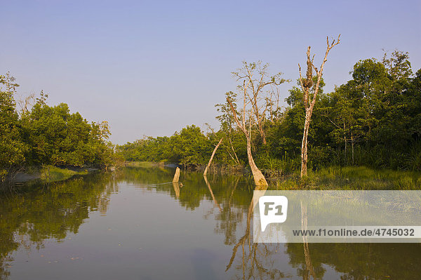The marshes in the Unesco World Heritage Sundarbans  Bangladesh  Asia