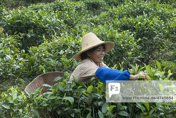 Tee  Teepflückerin in einer Teeplantage  Dorf Akha Loto bei Jiangcheng  Stadt Pu'er  Provinz Yunnan  Volksrepublik China  Südostasien  Asien