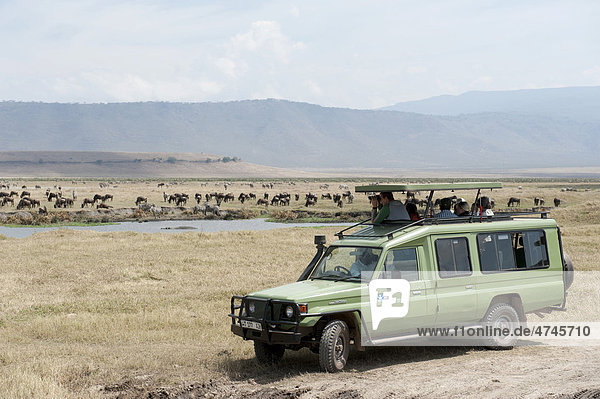 Safari  tourism  tourists observing herds of zebra from a Toyota Land Cruiser  Burchell's Zebra (Equus quagga) and Blue Wildebeest (Connochaetes taurinus) at a waterhole in the dry grasslands  crater  Ngorongoro Conservation Area  Serengeti National Park  Tanzania  East Africa  Africa