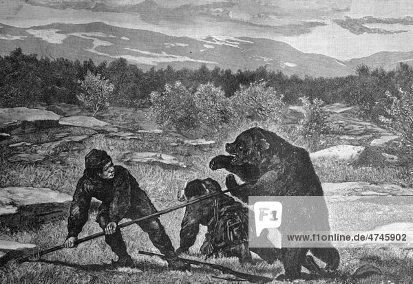 Samen auf der Bärenjagd  historisches Bild ca. 1893