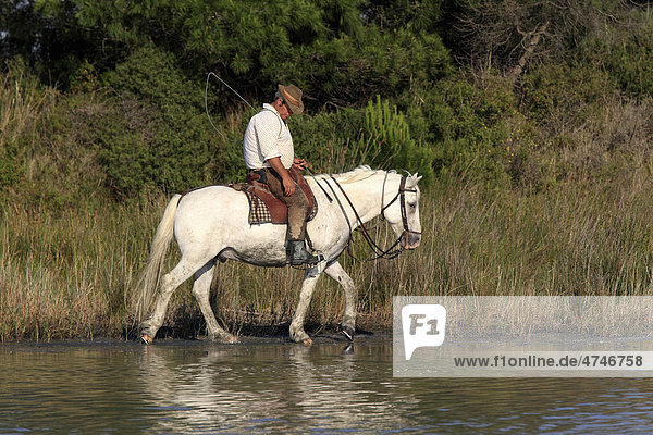 Man riding a Camargue Horse (Equus caballus) in water  Saintes-Marie-de-la-Mer  Camargue  France  Europe