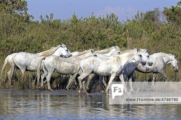 Camargue-Pferde (Equus caballus)  Herde  Wasser  Saintes-Marie-de-la-Mer  Camargue  Frankreich  Europa
