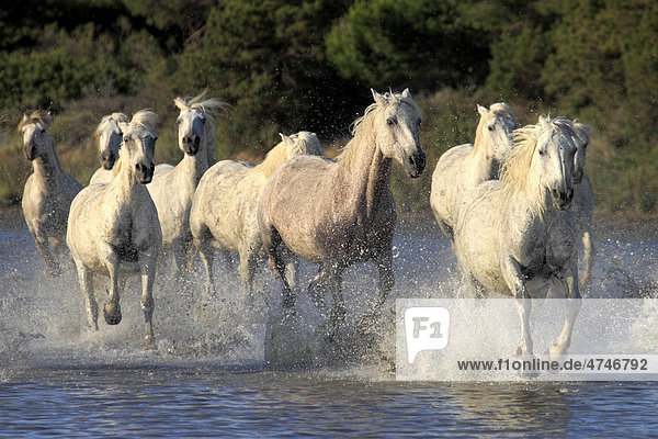 Camargue-Pferde (Equus caballus)  Herde  galoppierend  Wasser  Saintes-Marie-de-la-Mer  Camargue  Frankreich  Europa