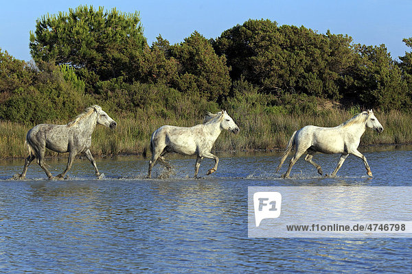 Camargue-Pferde (Equus caballus)  Herde  trabend  Wasser  Saintes-Marie-de-la-Mer  Camargue  Frankreich  Europa