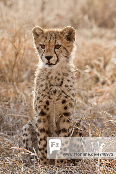 Cheetah (Acinonyx jubatus)  juvenile  Tshukudu Game Lodge  Hoedspruit  Greater Kruger National Park  Limpopo Province  South Africa  Africa
