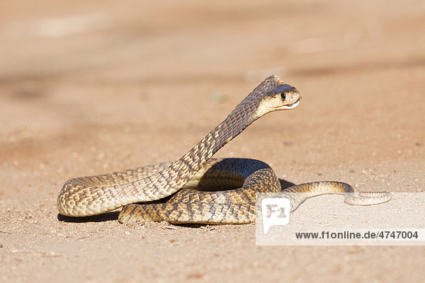 Rinkhals or Ring-necked Spitting Cobra (Hemachatus haemachatus) in a strike position  Khamai Reptile Park  Hoedspruit  Greater Kruger National Park  Limpopo Province  South Africa  Africa