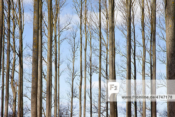 Baumstämme  Pappeln ohne Blätter im Winter  Mecklenburg-Vorpommern  Deutschland  Europa