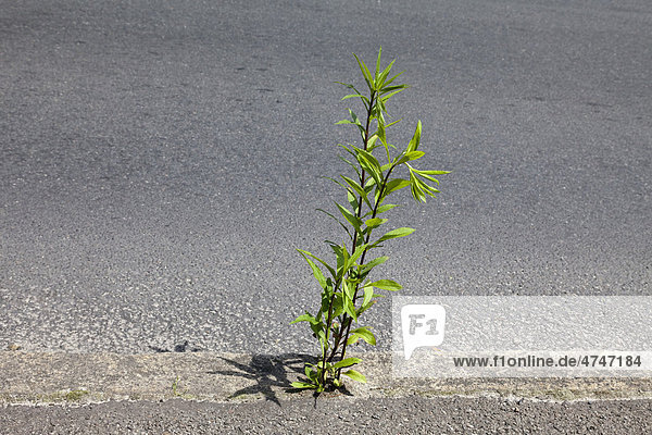 Junge Planze  Goldrute (Solidago) wächst aus dem Asphalt der Straße