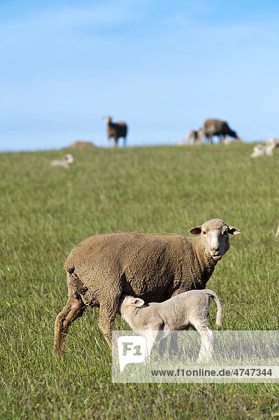 Mutterschaf säugt Lamm auf einer Farm in Ouplaas Westliche Kapregion Südafrika Afrika