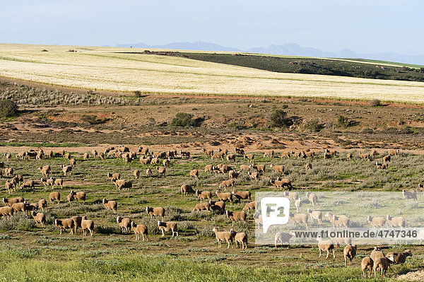 Sheep grazing on a farm in Ouplaas  Western Cape  South Africa