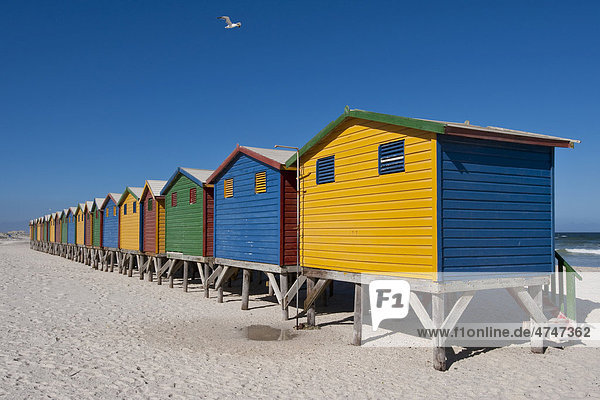 Colourful beach huts on the beach of Muizenberg  Western Cape  South Africa