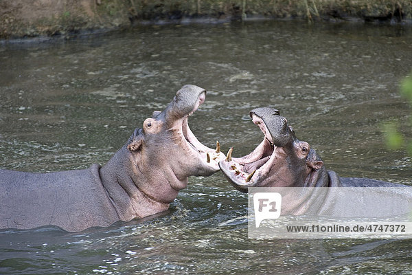 Hippopotamus (Hippopotamus amphibius)  measuing their strength in a threat display  Orangi River  Serengeti  Tanzania  Africa