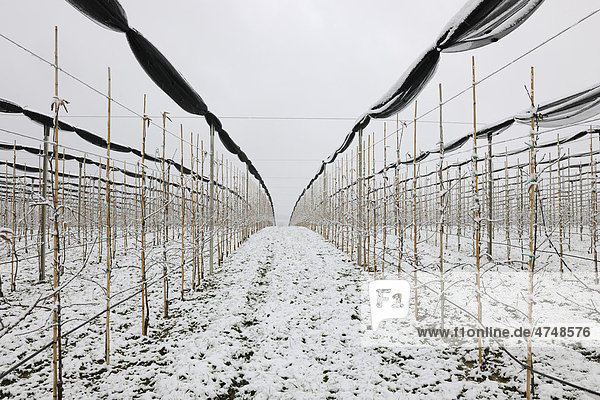 Apfelbaumplantage mit Schutznetzen im Winter