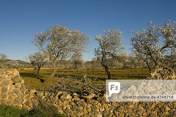 Almond trees in the valley of Santa Ines  Santa AgnËs  Ibiza  Spain  Europe