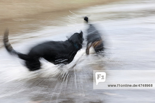 Hunde  Labrador Retriever  spielen im Wasser