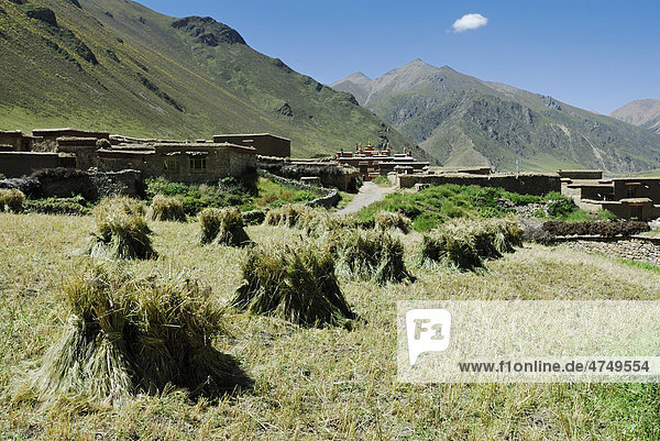 Getreidefeld  Kloster Taglung  Tibet  China  Asien