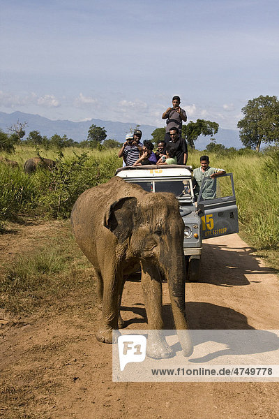 Touristen beobachten Asiatischen oder Indischen Elefanten (Elephas maximus)  Udawalawe Nationalpark  Sri Lanka  Südasien