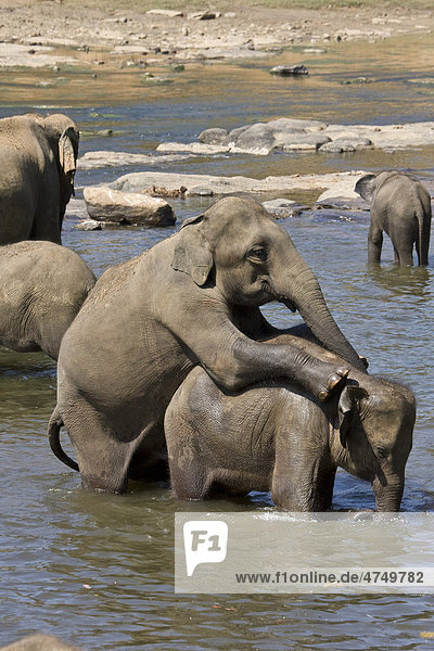 Asiatische oder Indische Elefanten (Elephas maximus)  bei der Paarung  Sri Lanka  Südasien