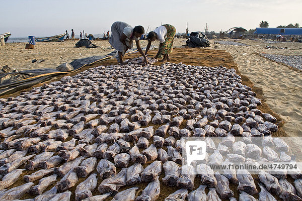 Fische zum Trocknen ausgelegt  Strand bei Negombo  Sri Lanka  Asien