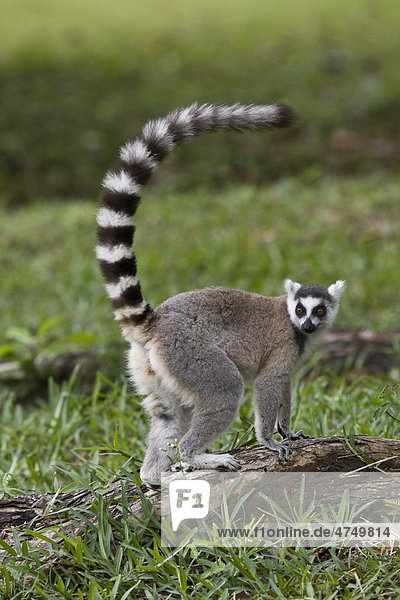 Katta (Lemur catta)  Madagaskar  Afrika