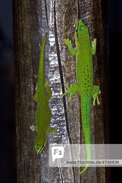 Madagaskar-Taggecko (Phelsuma madagascariensis madagascariensis)  tagaktiv  aus dem Nordosten Madagaskars  Afrika