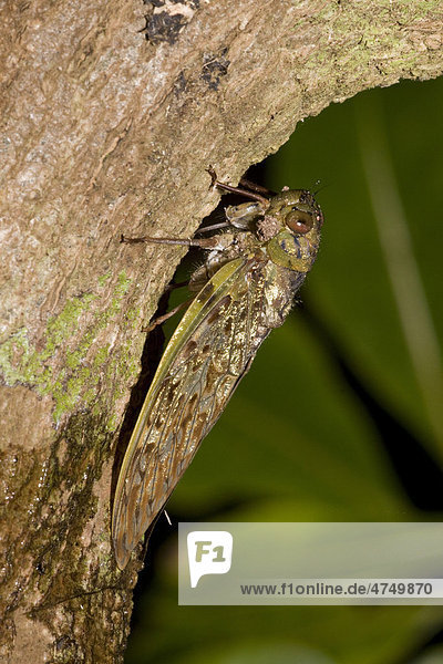 Zikaden-Unterart (Yanga hearthii)  Madagaskar  Afrika