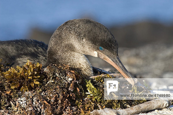 Flugunfähige Galapagosscharbe oder Stummelkormoran (Phalacrocorax harrisi)  auf aus Seetang gemachtem Nest