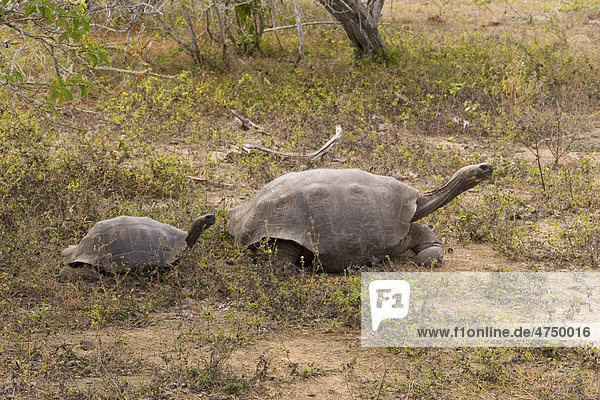 Zwei Gal·pagos-Riesenschildkröten (Chelonoidis nigra) in unterschiedlichen Wachstumsstadien  San Cristobal  Gal·pagos-Inseln  Ecuador