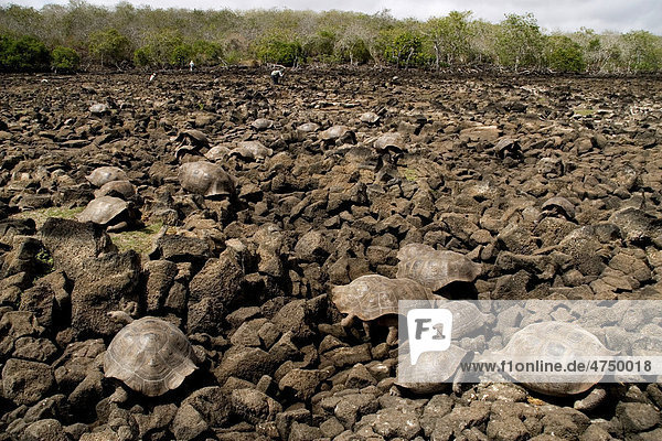 Viele Gal·pagos-Riesenschildkröten (Chelonoidis nigra)  Galapaguera  San Cristobal  Gal·pagos-Inseln  Ecuador