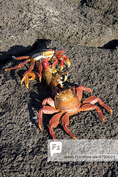 Zwei Rote Klippenkrabben (Grapsus grapsus) fressen eine tote Krabbe  Gal·pagos-Inseln  Ecuador