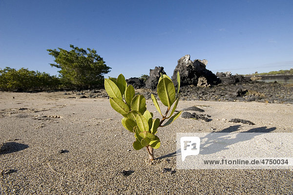 Junge Rote Mangrove (Rhizophora mangle) wächst am Strand  Gal·pagos-Inseln