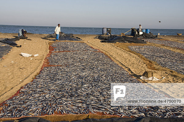 Fische zum Trocknen ausgelegt  bei Negombo  Sri Lanka  Südasien