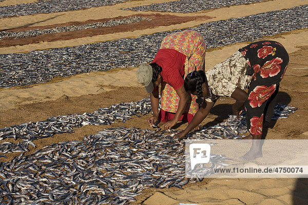 Gefangene Fische werden zum Trocknen ausgelegt  bei Negombo  Sri Lanka  Südasien