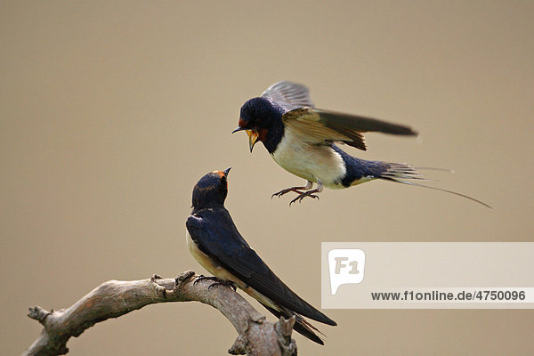 Barn Swallow (Hirundo rustica)  adult pair  male hovering over female  offering insect ball prior to mating  Hungary  Europe