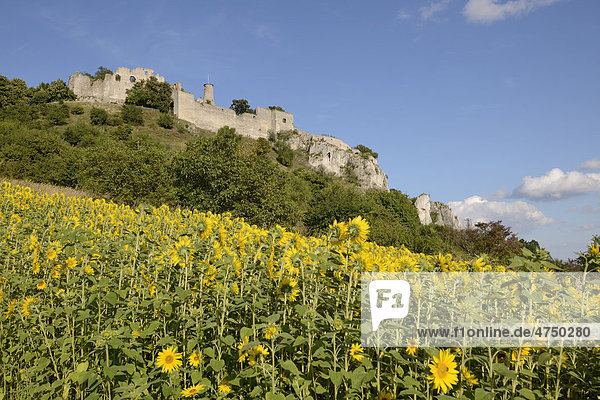 Field of Sunflowers (Helianthus annuus) and the ruins of Falkenstein Castle  Lower Austria  Austria  Europe