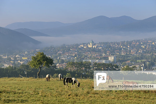 Blick vom Kremesberg auf Pferde und die Stadt  Berndorf  Triestingtal  Niederösterreich  Österreich  Europa