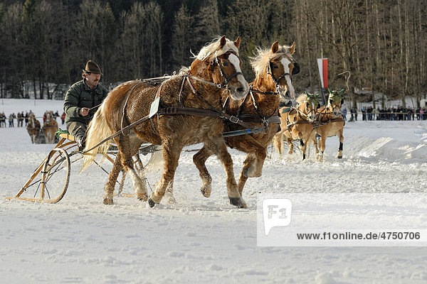Pferdeschlittenrennen für Haflinger Zweispänner in Parsberg  Oberbayern  Bayern  Deutschland  Europa