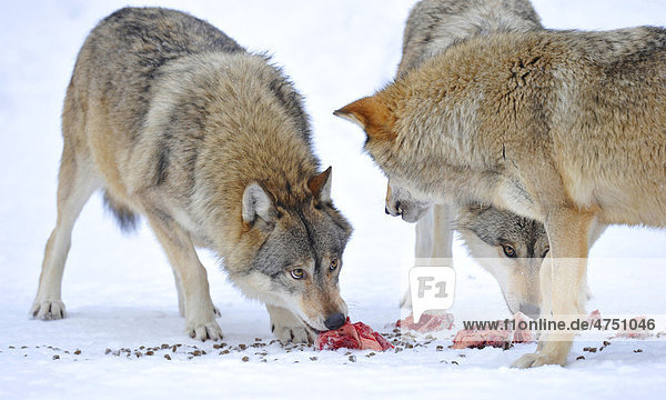Mackenzie-Wolf  Kanadischer Wolf (Canis lupus occidentalis)  Wölfe im Schnee  fressen Fleisch