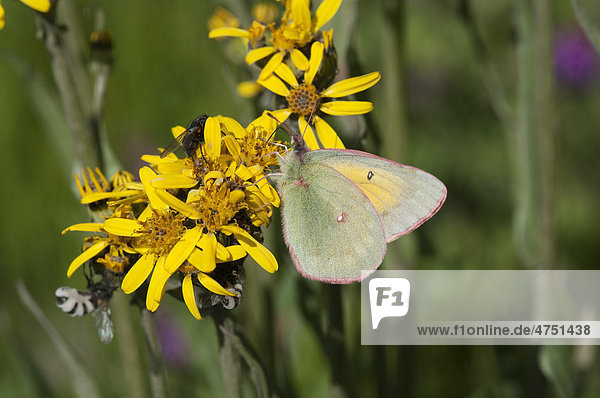 Nahaufnahme der Schmetterling Hecla Schwefel auf einer Nord-Goldrute Blume im Denali National Park und Reservat  Inland Alaska  Sommer