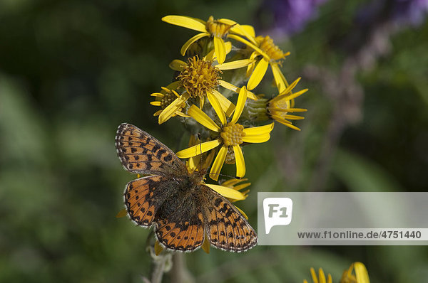 Nahaufnahme der Arktis Schmetterling Kaisermantel auf einem Schwarzspitzen Jakobskreuzkraut Blume im Denali National Park und Reservat  Inland Alaska  Sommer