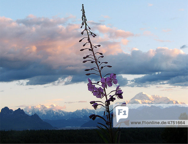 Szenische Ansicht des Berges. McKinley und die Alaska Range im Morgenlicht mit einem Fireweed Blüte im Vordergrund  in der Nähe von George Parks Highway Südalaska  Sommer
