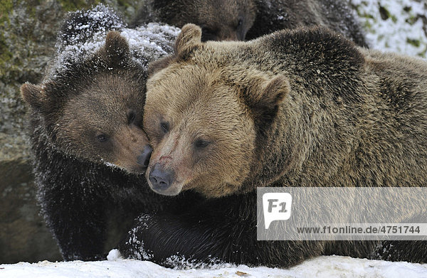 European Brown Bear (Ursus arctos) cub and mother  tenderly caressing