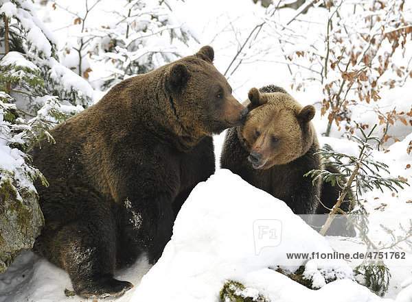 Europäischer Braunbär (Ursus arctos) zärtlich mit Partnerin im Schnee